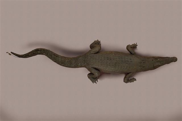 Saltwater crocodile Collection Image, Figure 11, Total 13 Figures